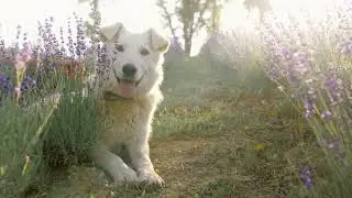 Cute Dog relaxing video 4k