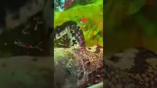 Hand feeding a Morelet&rsquo;s crocodile