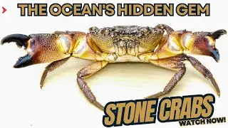 Stone Crabs the Ocean's Hidden Gem