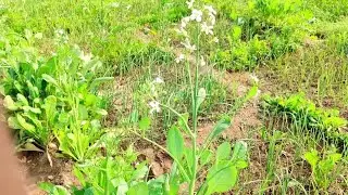 🌾🌻Doston Kheti Kaise Karte Hain Dekh Lo🌻🌾