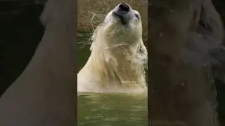 Wet Polar Bear Shaking the Water off  Wincent   Egb3G #bear #nature #wildlife