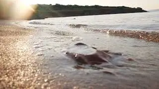Remote sand beach paradise, reveal dolly slow motion | Free stock footage