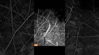Trail Cam Highlights 3