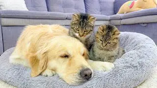 Funny Kittens Guard a Golden Retriever&rsquo;s Sweet Sleep | Cute & Funny Animals