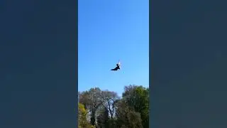 LUGGER FALCON FLIES TO THE LURE