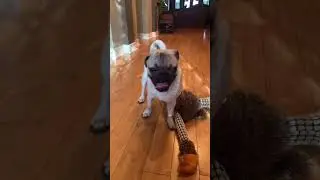 He clearly didn&rsquo;t like it😂 #dog #dogsoftiktok #pug #pugsoftiktok #puppy #shorts #fyp #foryou #viral