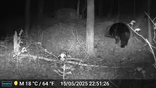 Ours noir et cri d'originaux la nuit magnifique : Une aventure en Trailcam dans Lanaudière