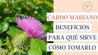 🌷 CARDO MARIANO: para qué sirve, 7 beneficios + cómo tomarlo