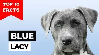 Blue Lacy - Top 10 Facts