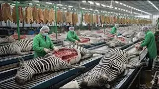 FULL PROCESS | Inside the Zebra Leather Factory &ndash; Million-Dollar Products From Zebra Skin