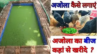 azolla kaise lagaye||azolla farming||azolla seeds||azolla for chicken||azolla plant||azolla ke fayde