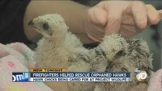 Firefighters help rescue orphaned hawk chicks