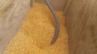 Corn cleaning system