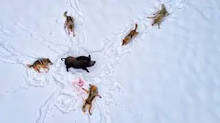 UNO contra 5 LOBOS: El Jabal&iacute; &mdash; &iexcl;El animal M&Aacute;S PELIGROSO del bosque!