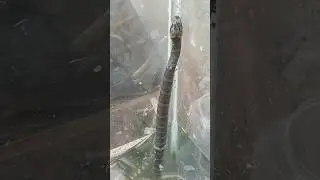 Shocking! Snake Trapped in Glass Tries to Escape &ndash; Unbelievable Moment Caught on Camera!