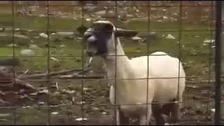 Ke&ccedil;i bağırma sesi ğğğğğğğğaaaaaaaaaaaaaaaaaauğ