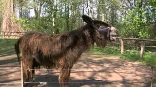 Esel Schreit iaiaia