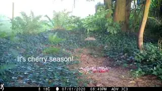 Marten pups' first cherries (Stone marten family/Steinmarder/Husm&aring;r) (best at 1080p)