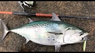Hot False Albacore Bite - Fall Run 2020