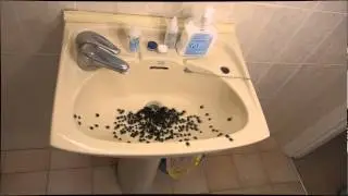 spiders 3D