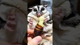 Sugar glider&rsquo;s favorite food #shorts #shortvideo