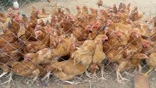 BROILER CHICKEN GROWTH DAY BY DAY #successtips #freerangechickens #poultryfarm#villagevlog 