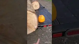 Why Pumpkins Are Orange #shorts