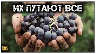 ✔️Это НЕ одно и то же! ❌ Портвейн, мадера и херес 🍷— вы точно знаете, что пьёте? 🤔🍇