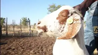 Village Vlog | Namibian Village | Farm life