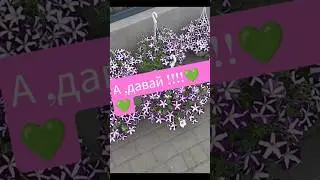 🩷#flowers #топ #рекомендации #одесса #котики #cat #beauty #reels #kids #shorts #youtubeshorts
