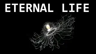 The ONLY Immortal Animal