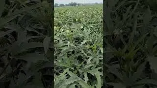 Advanta seeds okra navya
