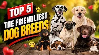 Top 5 The Friendliest Dog Breeds
