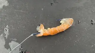 Surfcasting  EN GANDIA