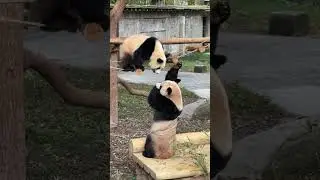 Mom help me down ! Sure my sweetheart&hellip;