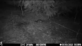 May 2023 - Vole in ground squirrel burrow