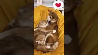 Cats and Dogs are best friends