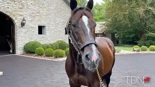 Elder Statesman Tale Of The Cat at Ashford Stud