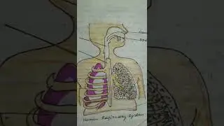 Human respiratory system #science #art #diagram #shorts