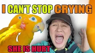 Я ПОМЧАЛА В ВЕТЕРИНАРНУЮ ПОМОЩЬ - МОЮ ПТИЦУ УКУСИЛИ, И МНЕ НУЖНА ПОМОЩЬ!