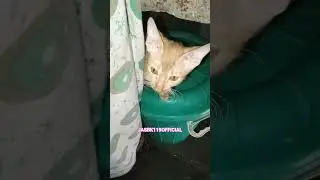 #tamatar #tomatolovers #foodie #cat#cats #catshorts #catvideos #funnyanimals #funny#viralvideo #cute