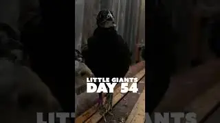 DAY 54 // LITTLE GIANTS // DAILY JERSEY GIANT CHICK GROWTH