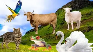 Real Animal Sounds Frog, Cat, Rams, Bull, Parrot, Swan, etc