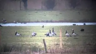 Barnacle Geese
