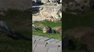 Rock Rabbit near a river #shorts #wildlife