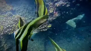 Flourishing underwater garden of Colombo Port City shows China's green footprint in Sri Lanka