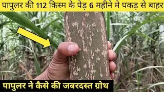 पापुलर की 112 वैरायटी के पेड़ कितनी ग्रोथ करते है | पापुलर मे खाद डालने का trika