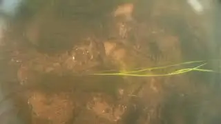 River diving (uk)