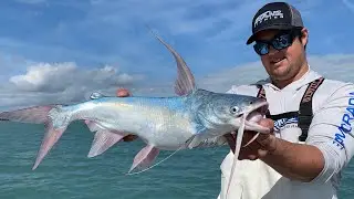 IF I BET MY LIFE THIS FISH WOULD TASTE BAD I WOULD NOW BE DEAD |||| MONSTER SAIL CATFISH