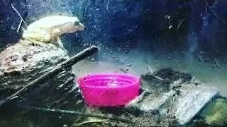 See how 4 lined tree frog hunt down its prey!!!🐸